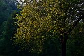 04_raggi sulle foglie